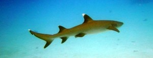 ras mohamed white tip shark