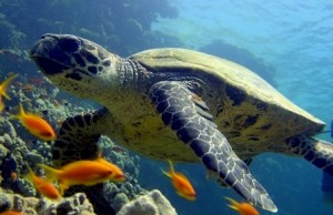 Straits of Tiran turtle